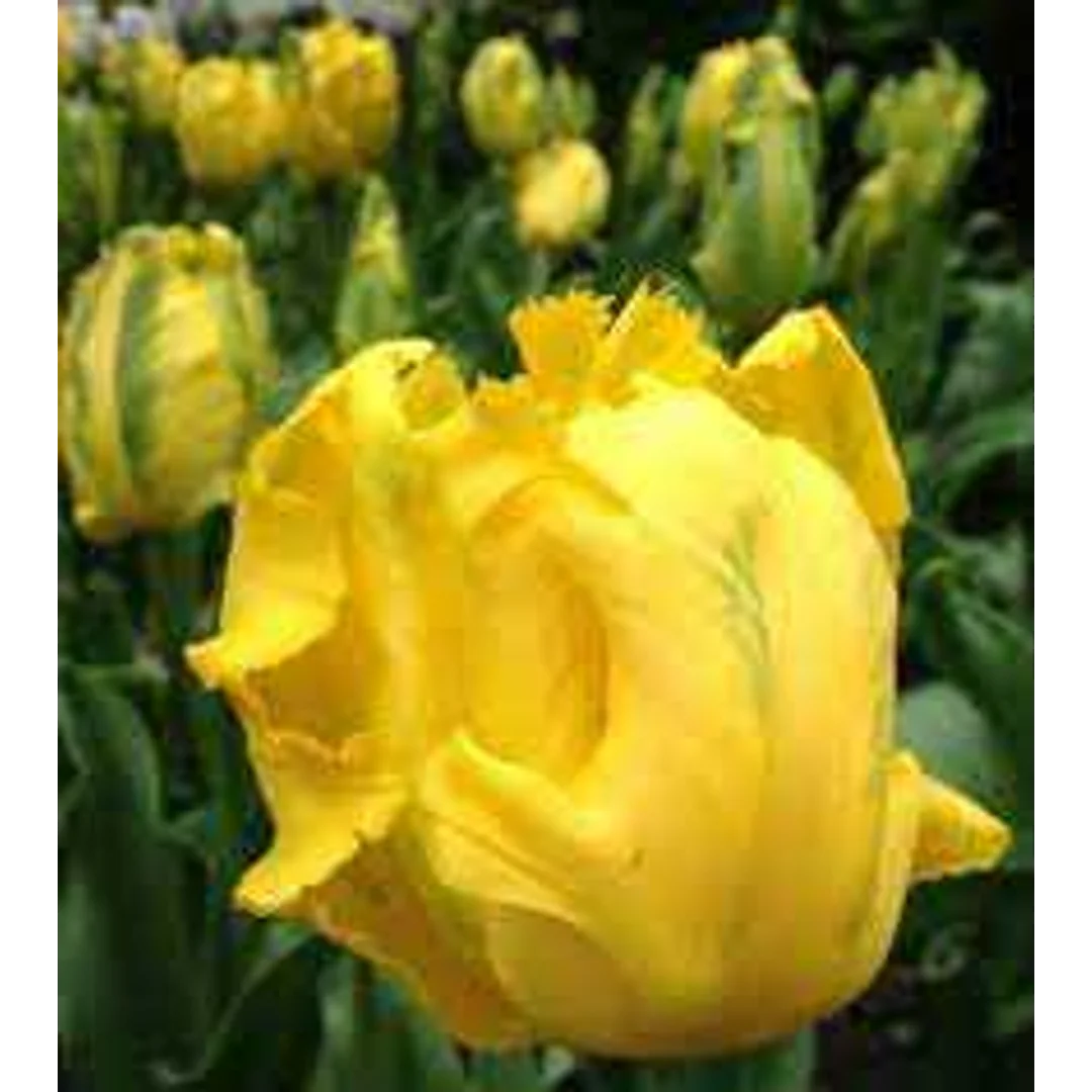 Tulipa Texas Gold Tulipan 'Texas Gold' 5SZT