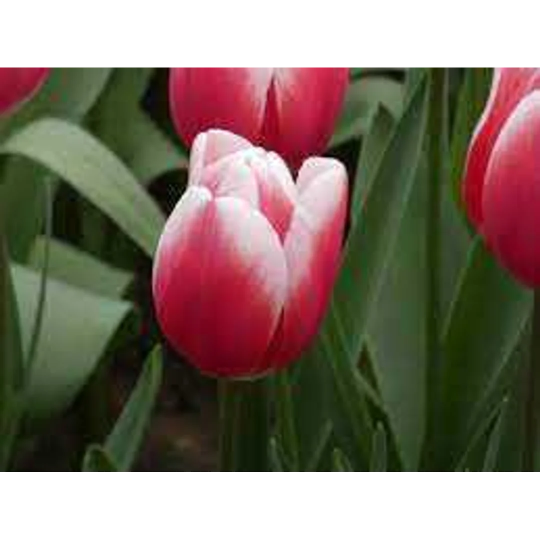 Tulipa Timeless Tulipan 'Timeless'5SZT