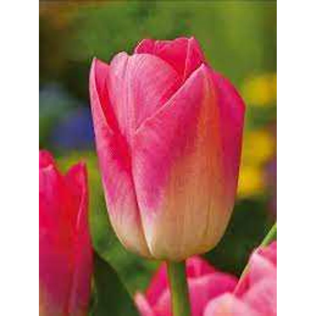 Tulipa Tom Pouce Tulipan 'Tom Pouce'5SZT