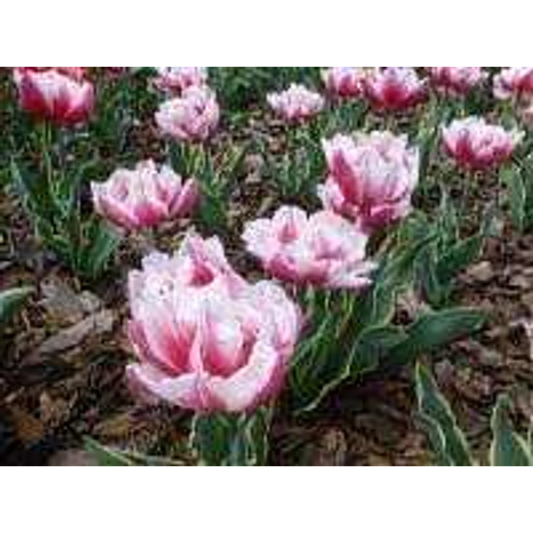 Tulipa Toplips Tulipan 'Toplips' 5SZT
