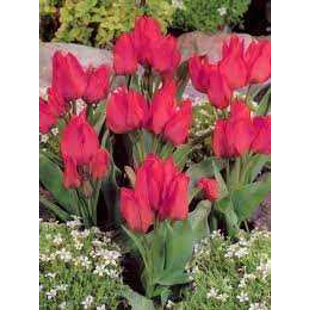 Tulipa Toronto Tulipan 'Toronto'5SZT
