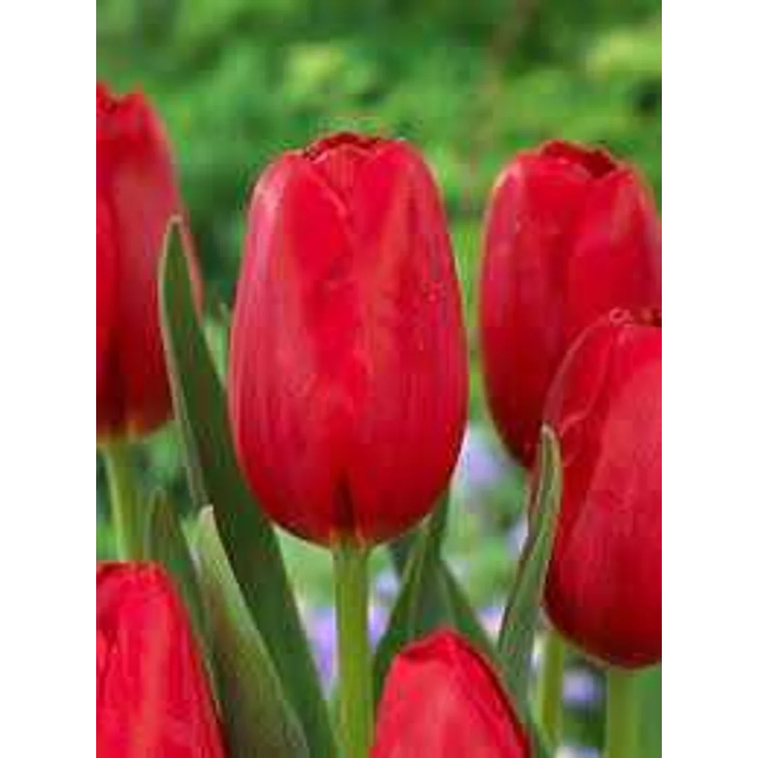 Tulipa Warszawa Tulipan 'Warszawa' 5SZT