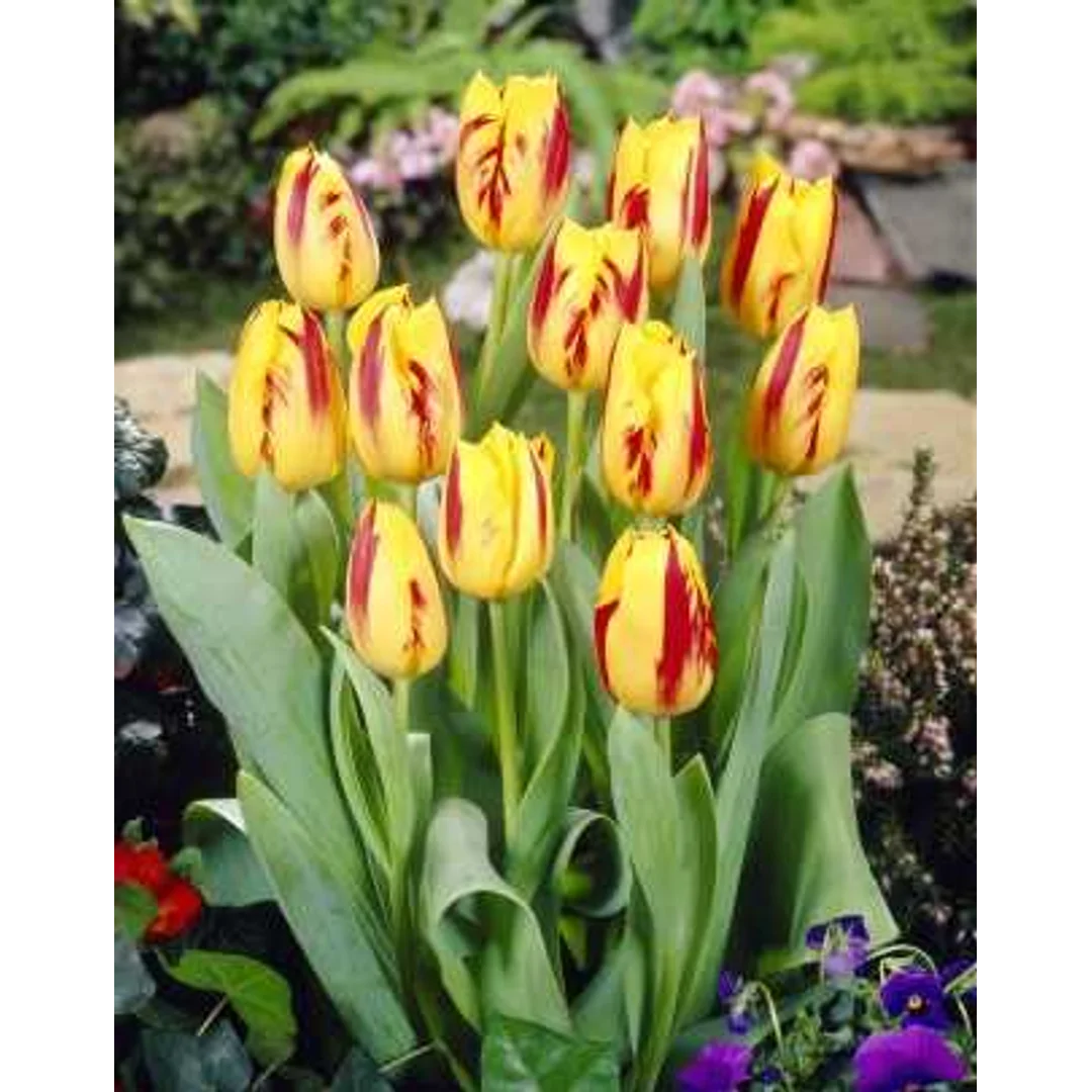 Tulipa Washington Tulipan 'Washington' 5SZT