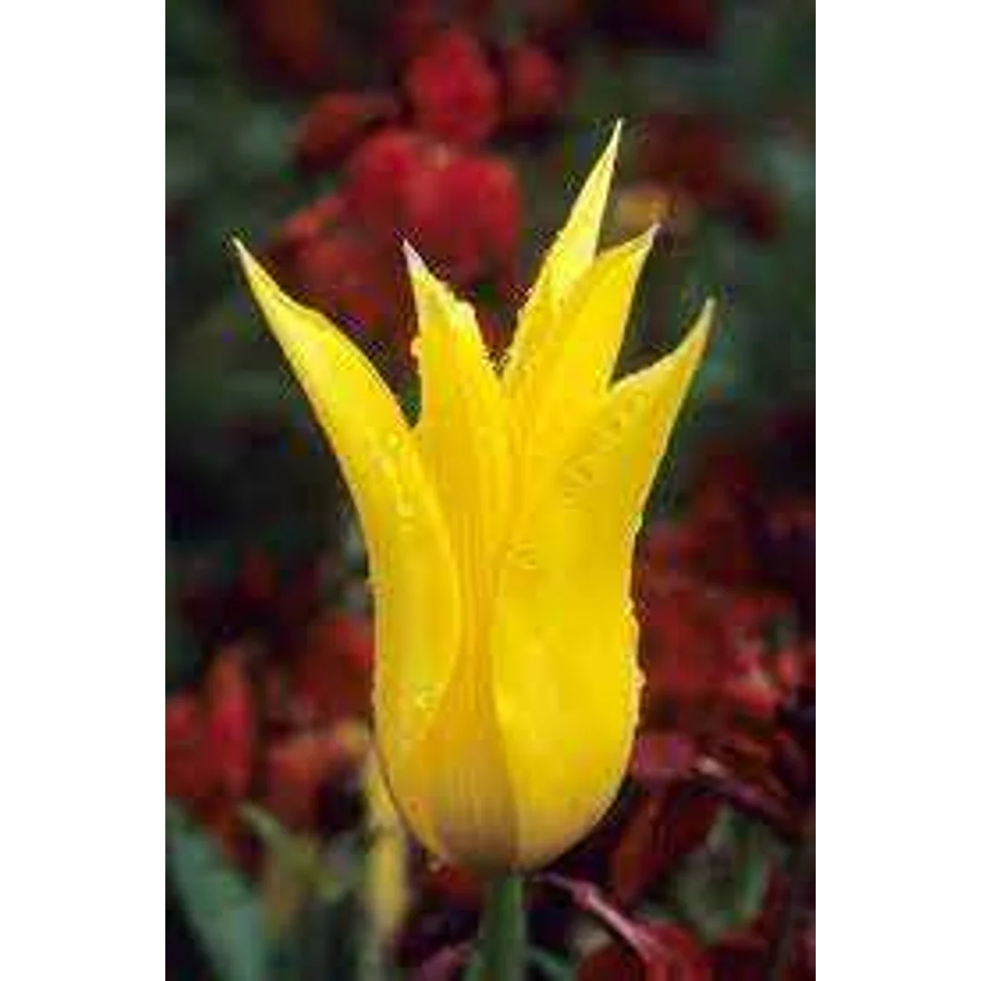 Tulipa West Point Tulipan 'West Point' 5SZT