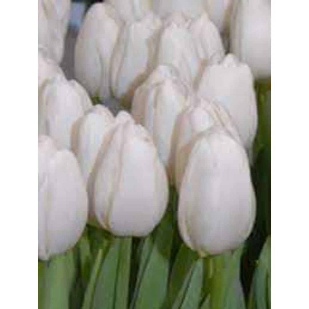 Tulipa White Dynasty Tulipan 'White Dynasty' 5SZT