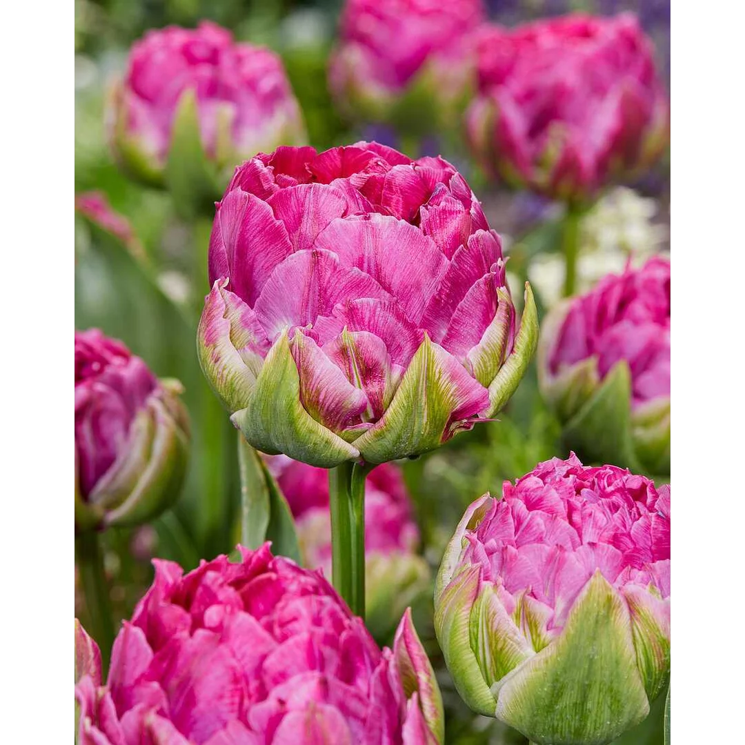 Tulipa Wicked in Pink Tulipan 'Wicked in Pink' 5SZT