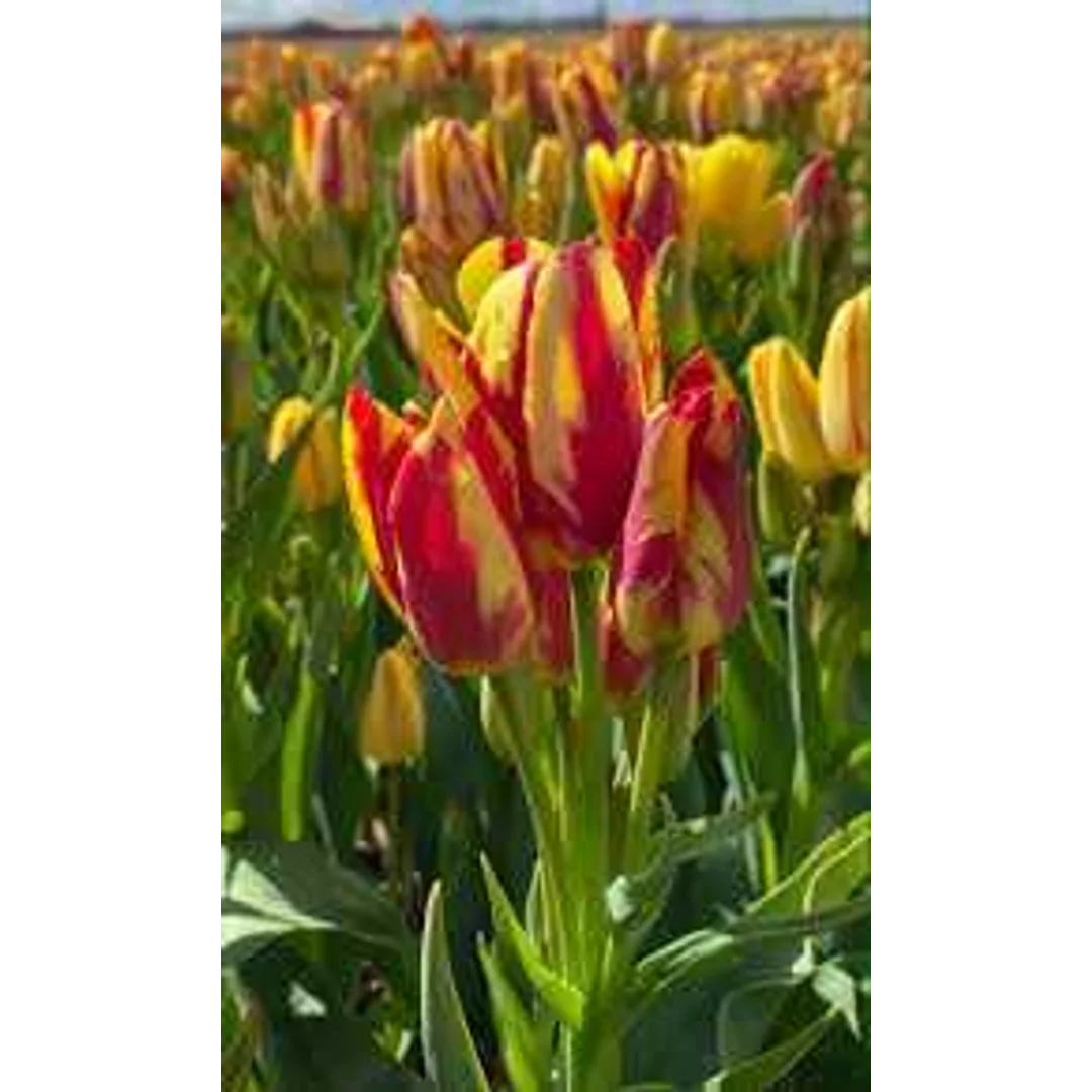Tulipa Wonder Club Tulipan 'Wonder Club'5SZT