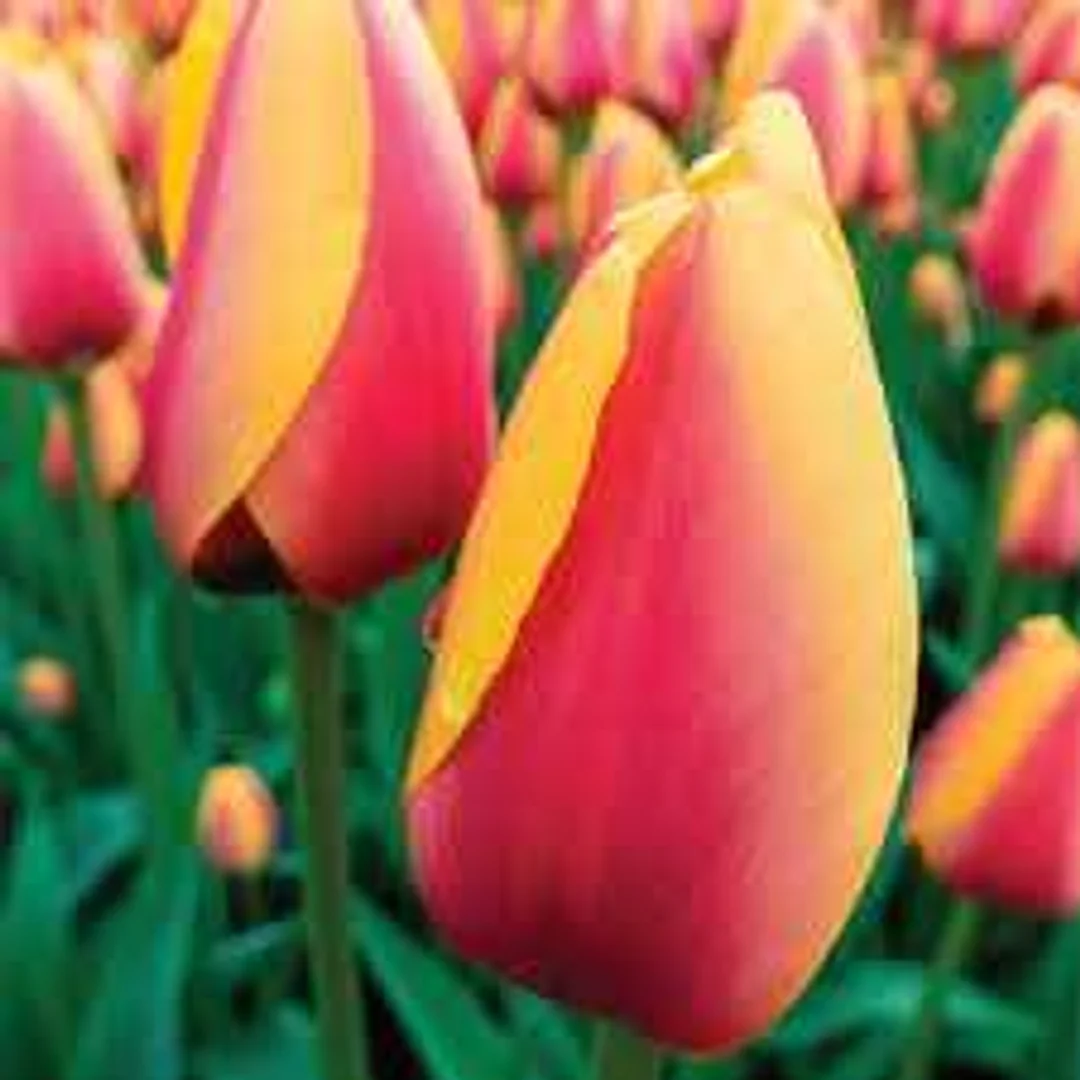 Tulipa World Friend Tulipan 'World Friend'5SZT