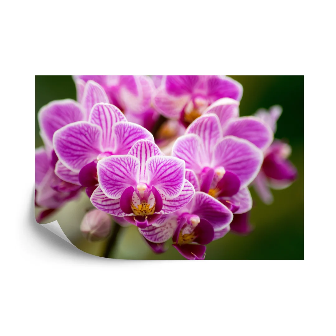 Fototapeta Bukiet Orchidei Vinyl Gładki 270x180