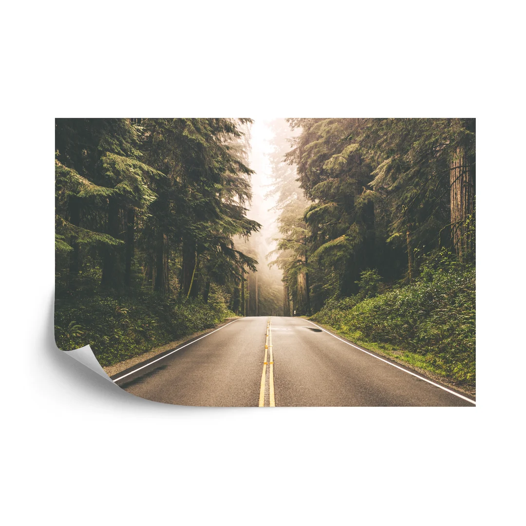 Fototapeta Droga W Amerykańskim Lesie Flizelina 270x180