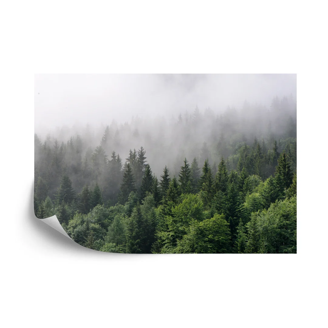Fototapeta Drzewa We Mgle Vinyl Gładki 270x180