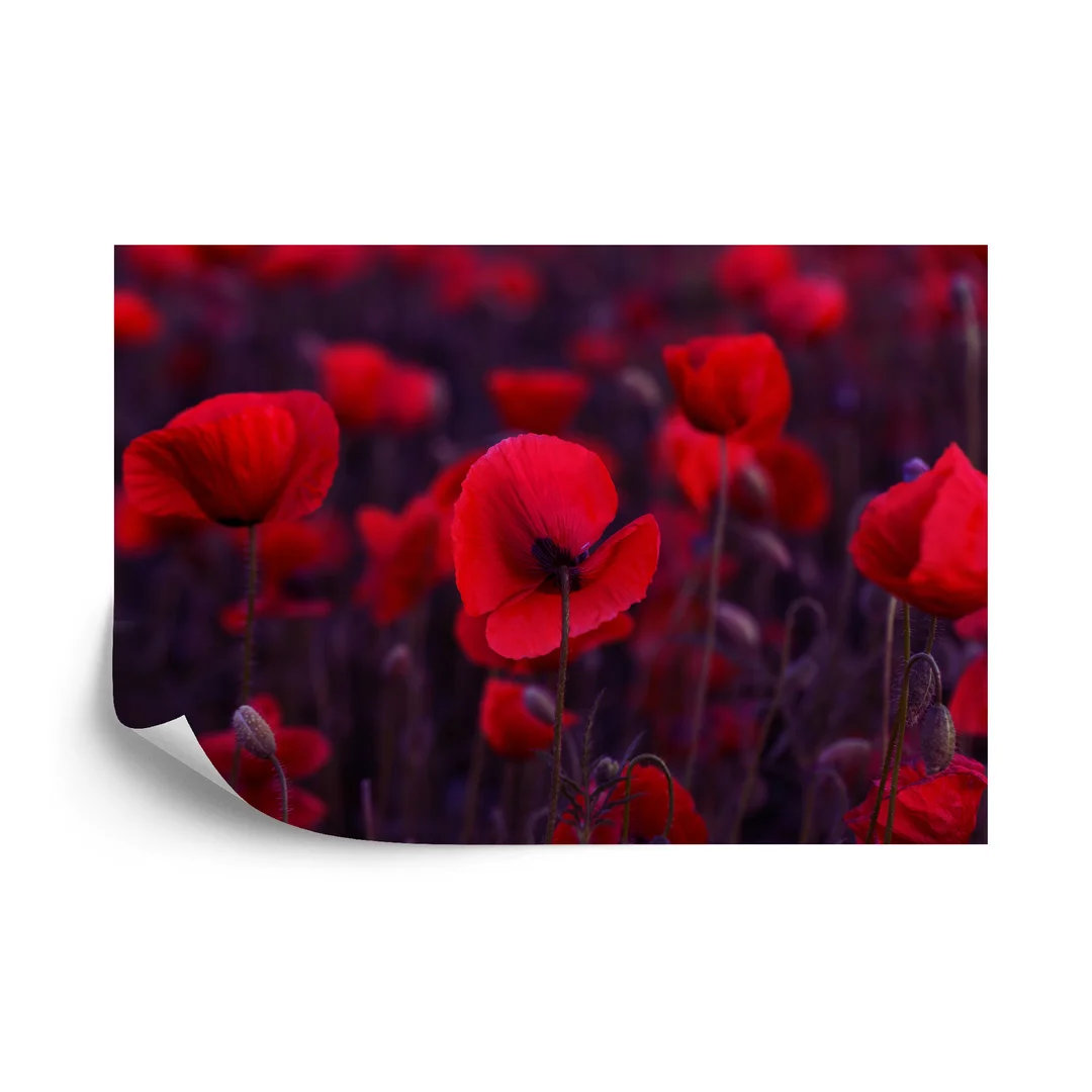 Fototapeta Dzikie Czerwone Maki Vinyl Gładki 270x180