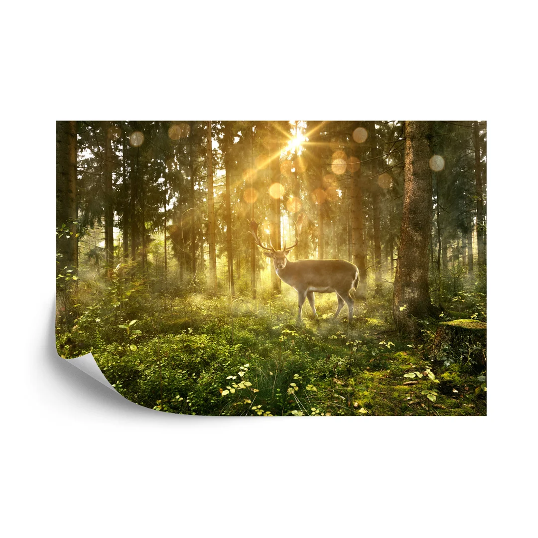 Fototapeta Jeleń O Poranku W Lesie Flizelina 270x180