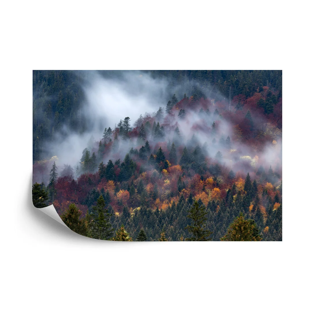 Fototapeta Jesienny Las W Pięknej Mgle Flizelina 270x180