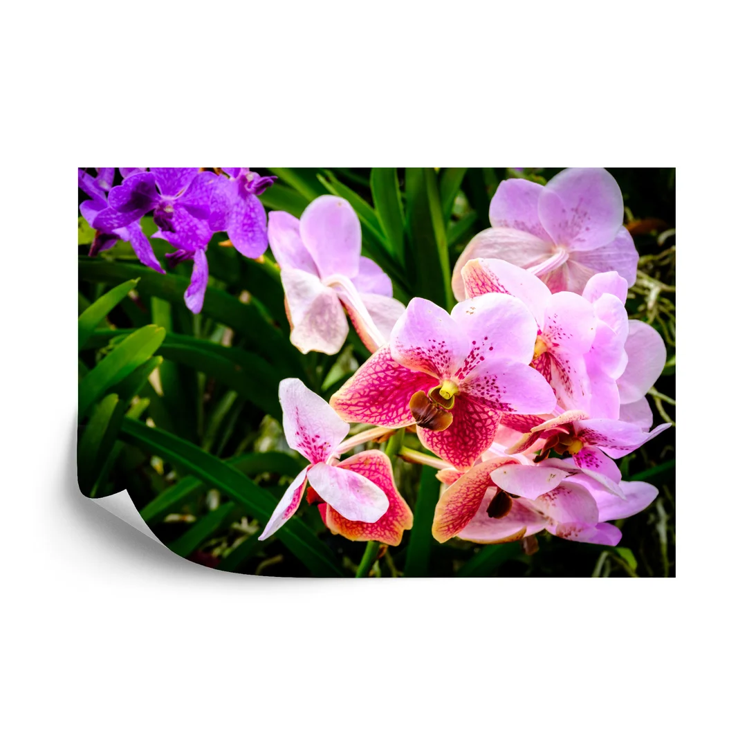 Fototapeta Kolorowe Orchidee 3D Vinyl Gładki 270x180