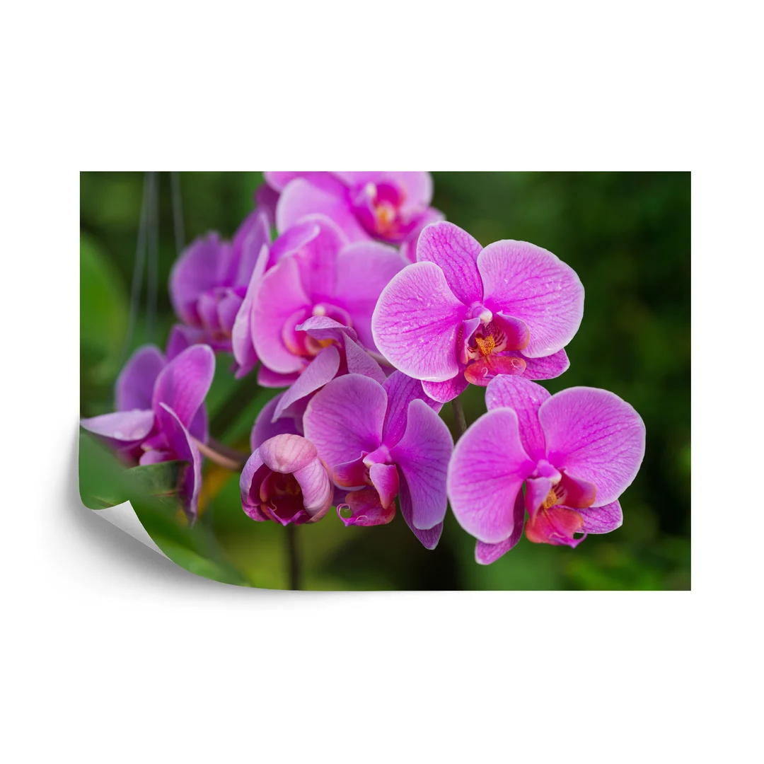 Fototapeta Kwiaty Orchidei 3D Vinyl Gładki 270x180