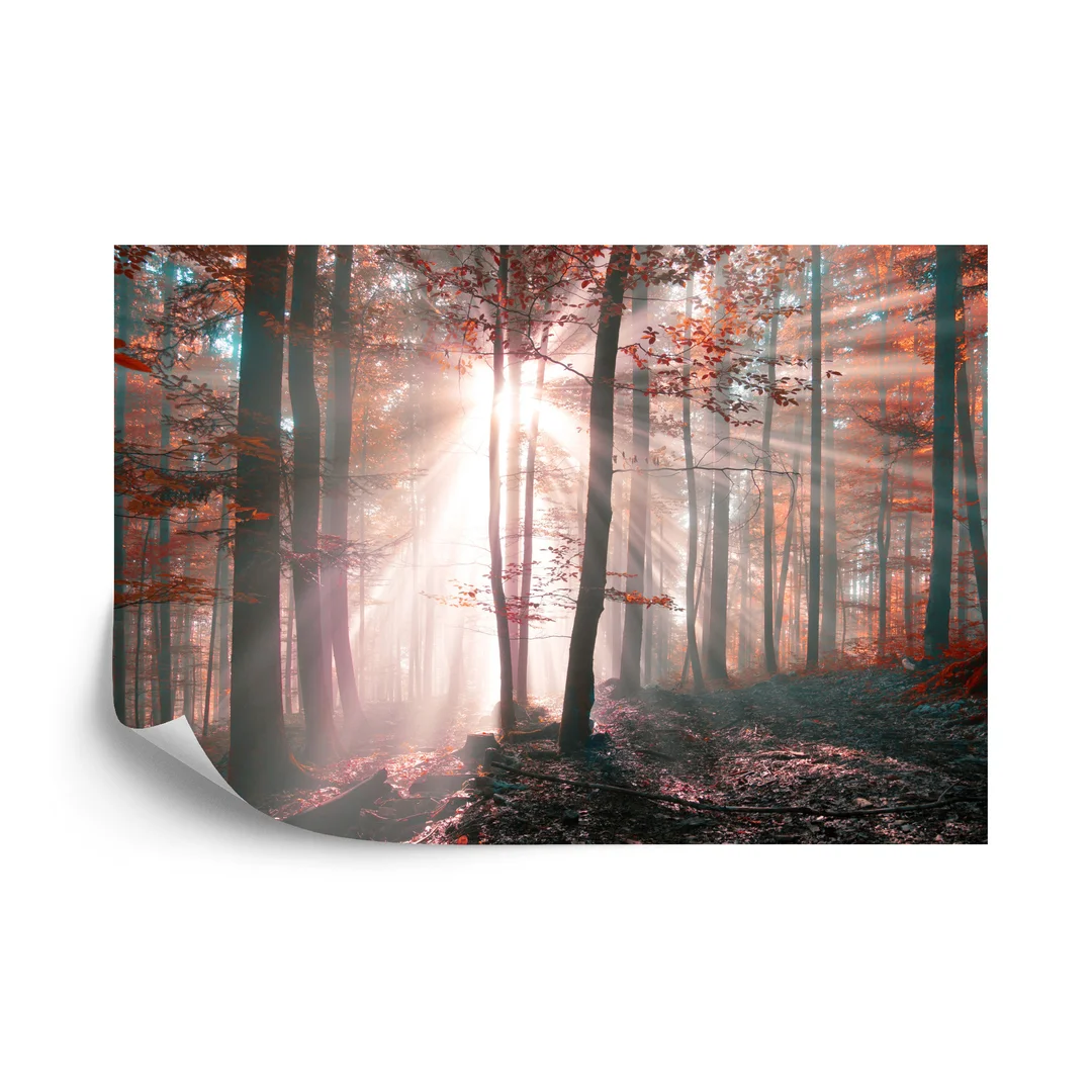 Fototapeta Las Barwy Jesieni Vinyl Gładki 270x180