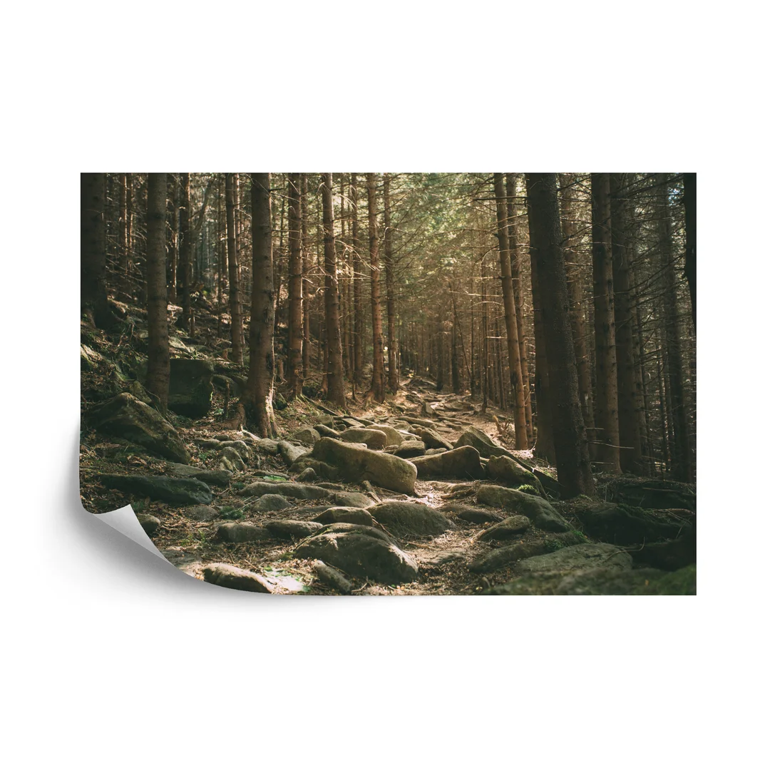 Fototapeta Las Drzewa Kamienie Vinyl Gładki 270x180