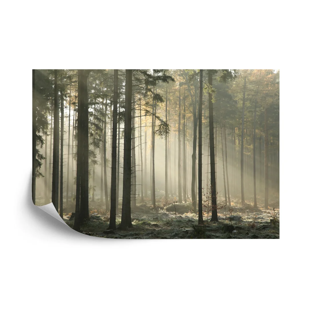 Fototapeta Las Drzewa Mgła Flizelina 270x180