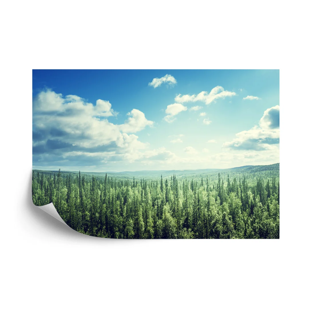 Fototapeta Las Drzewa Niebo Vinyl Gładki 270x180