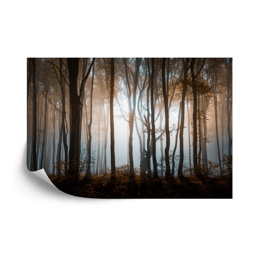 Fototapeta Las Drzewa Vinyl Gładki 270x180