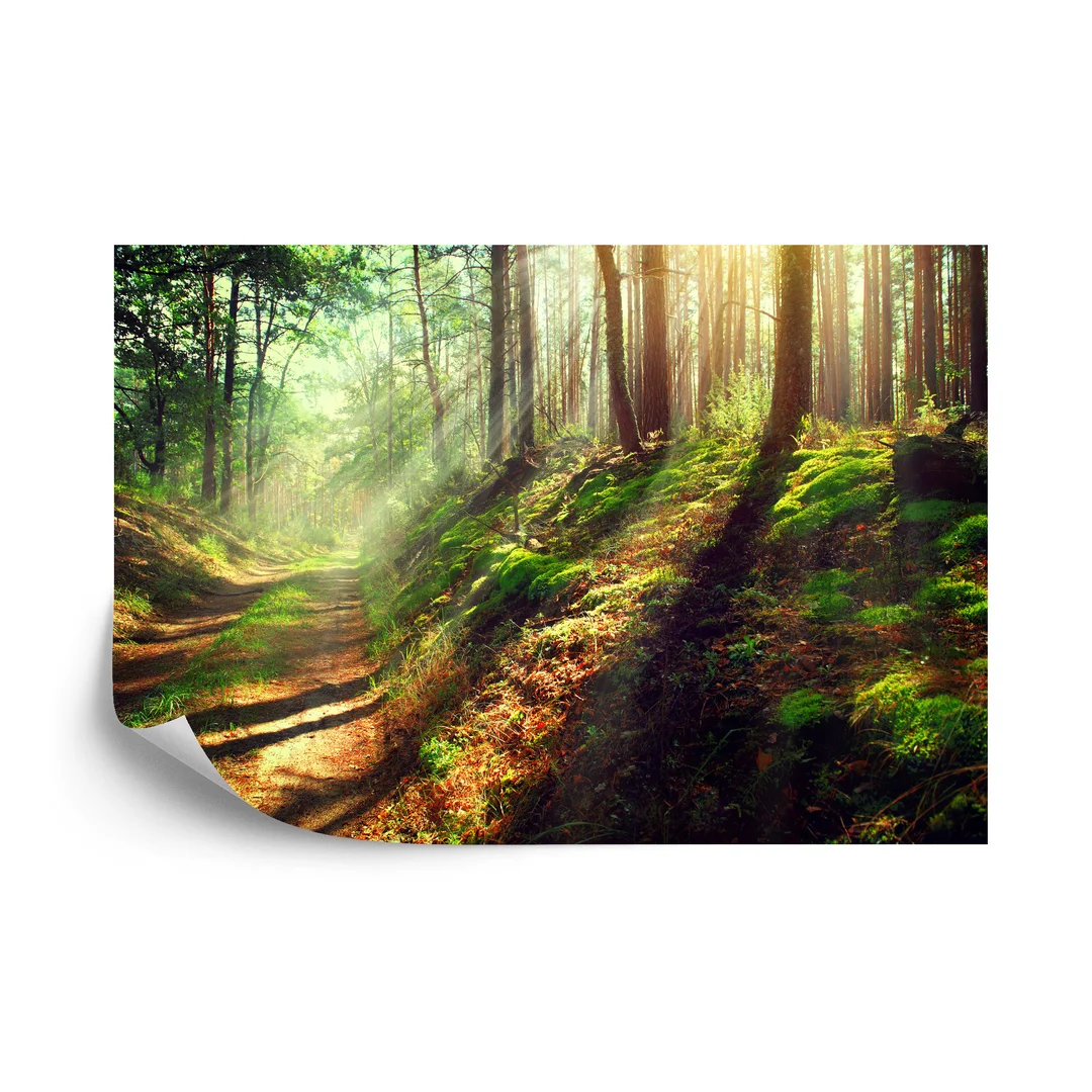 Fototapeta Las Natura Vinyl Gładki 270x180