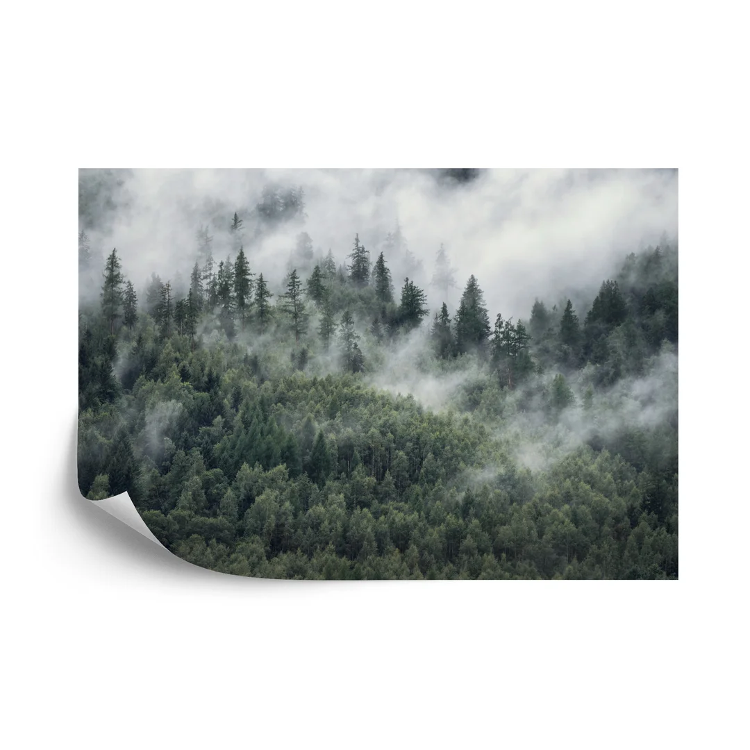 Fototapeta Las W Porannej Mgle Vinyl Gładki 270x180
