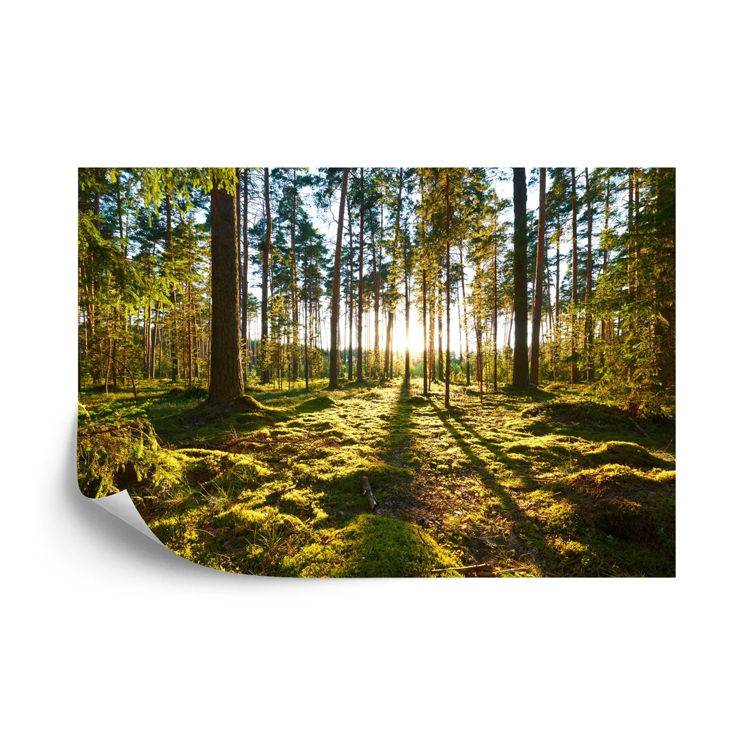 Fototapeta Las Zachód Słońca Flizelina 270x180
