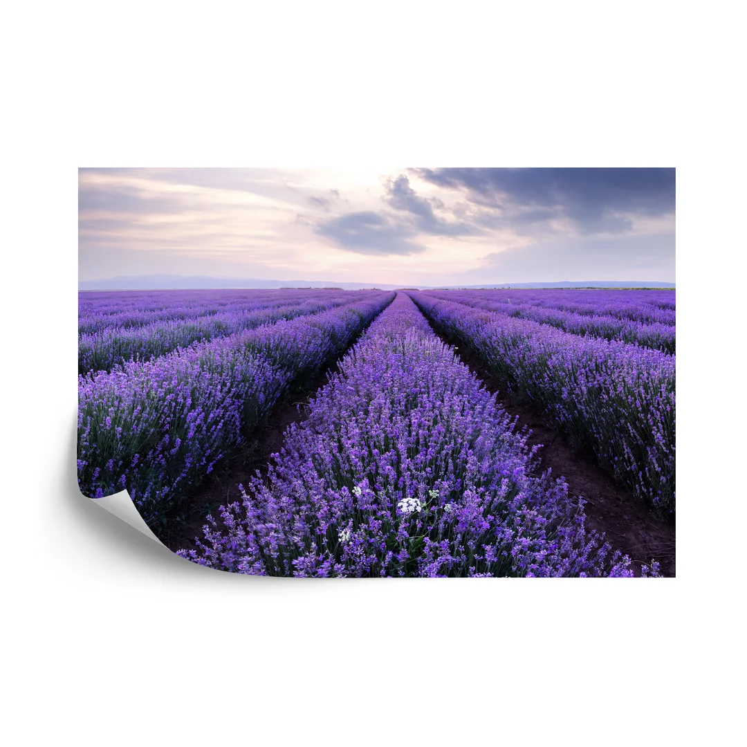 Fototapeta Lawendowe Pole Vinyl Gładki 270x180