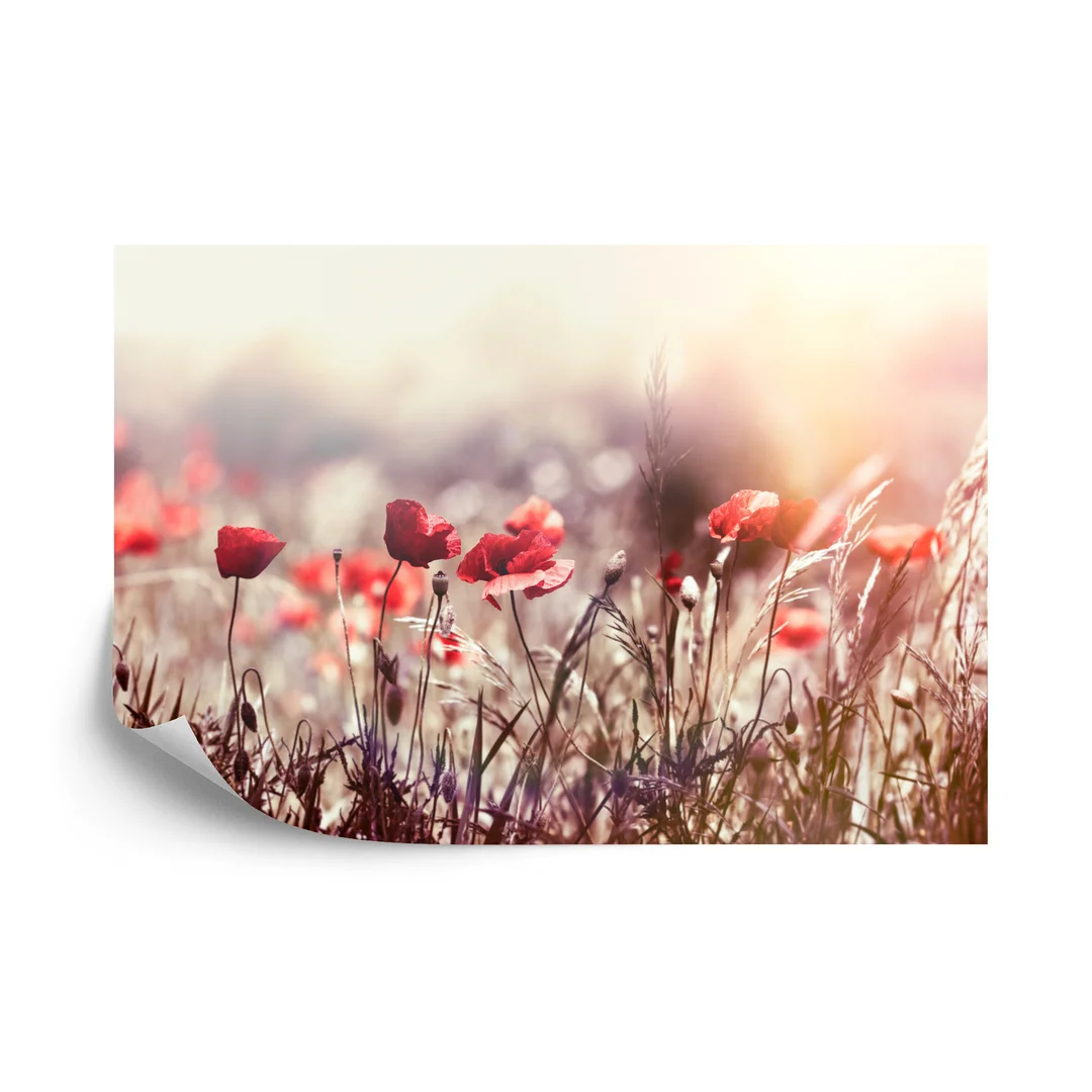 Fototapeta Maki Kwiaty Vinyl Gładki 254x184
