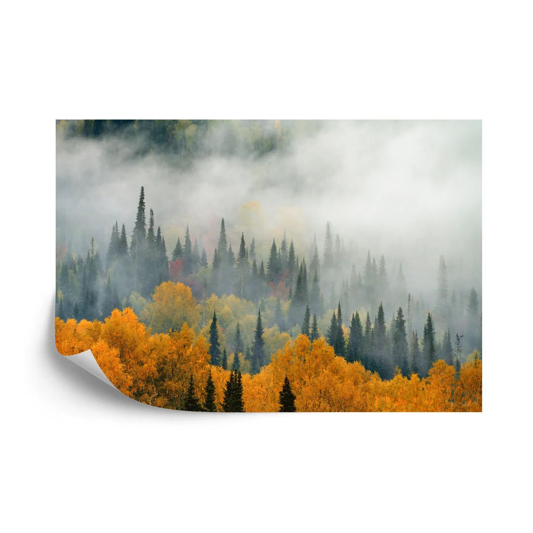 Fototapeta Mgła Nad Jesiennym Lasem Flizelina 270x180