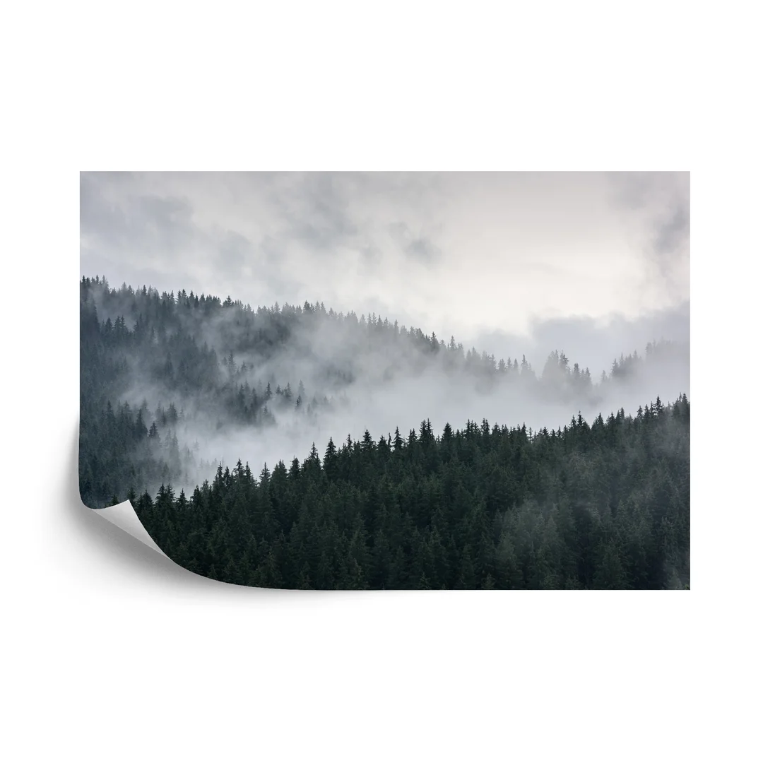 Fototapeta Mglisty Las Sosnowy Vinyl Gładki 270x180