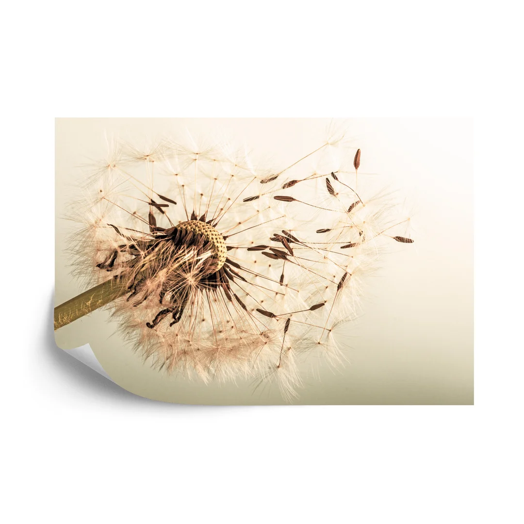 Fototapeta Nasiona Dmuchawca Vinyl Gładki 270x180