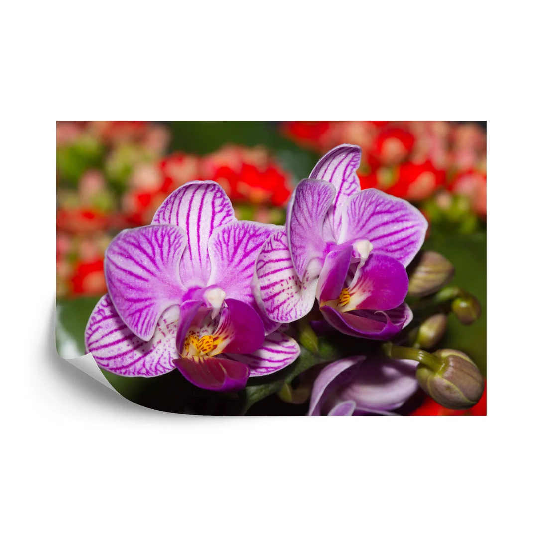 Fototapeta Optyczna Orchidea 3D Vinyl Gładki 270x180