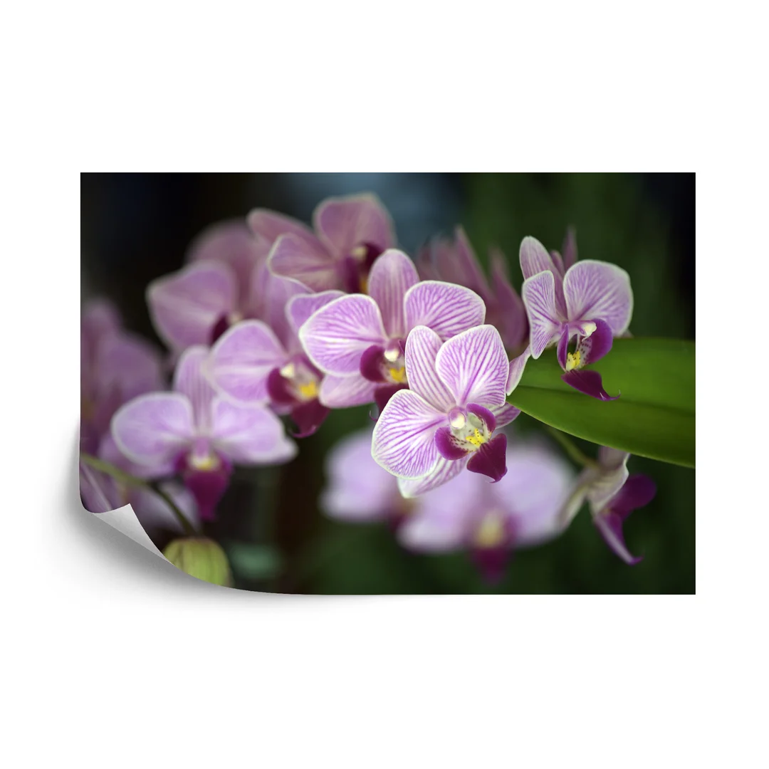Fototapeta Piękne Orchidee Flizelina 270x180