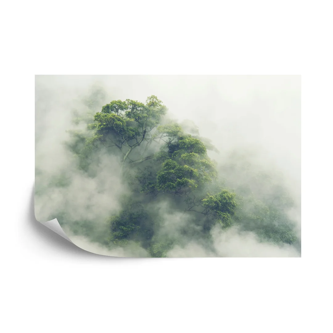 Fototapeta Tropical Forest In Japan, Nature Jungle With Green Tree And Fog, Concept Of Zin Therapy Comfortable Freedom Relaxing For Spa And Yoga, Eco Natural Sustainable Conservation Vinyl Gładki 270x180
