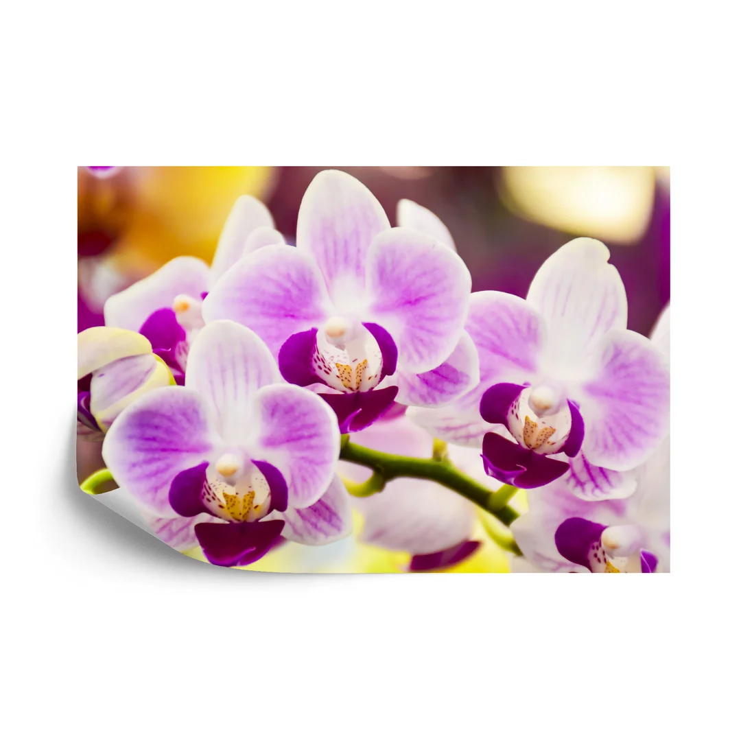 Fototapeta Tropikalna Orchidea Vinyl Gładki 270x180