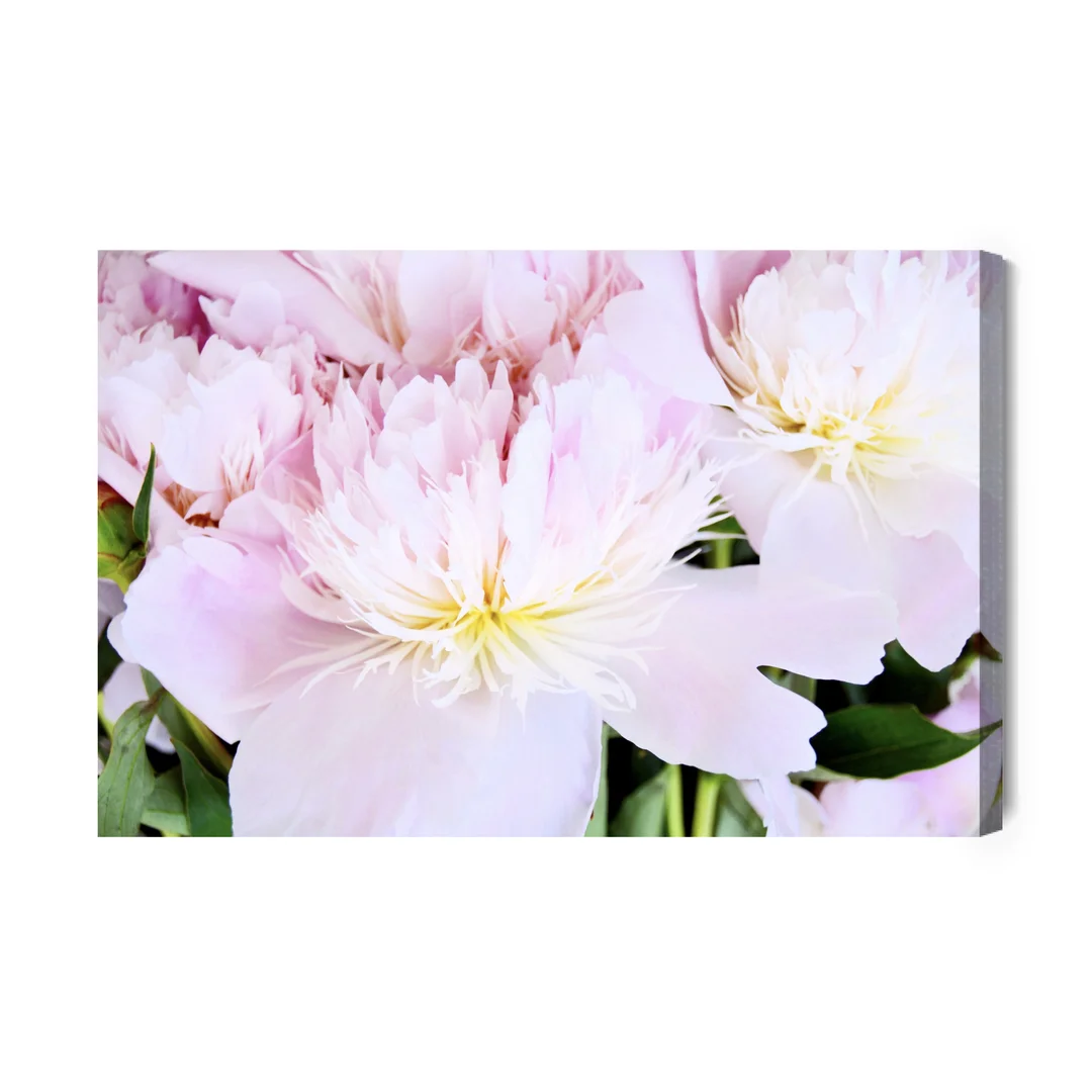 Obraz Na Płótnie Bladoróżowe Piwonie Canvas Brak Brak 60x90