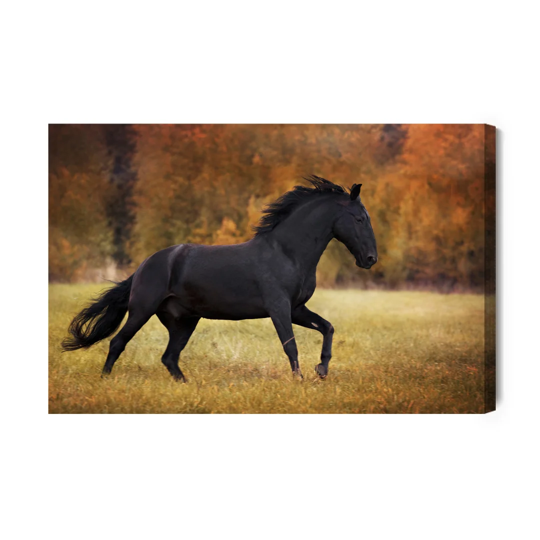 Obraz Na Płótnie Czarny Koń Na Polanie Canvas Naturalny Brak Brak 70x100