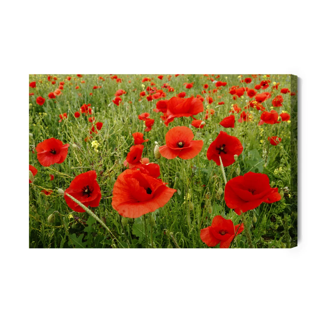 Obraz Na Płótnie Czerwone Maki Na Łące Canvas Brak Brak 60x90