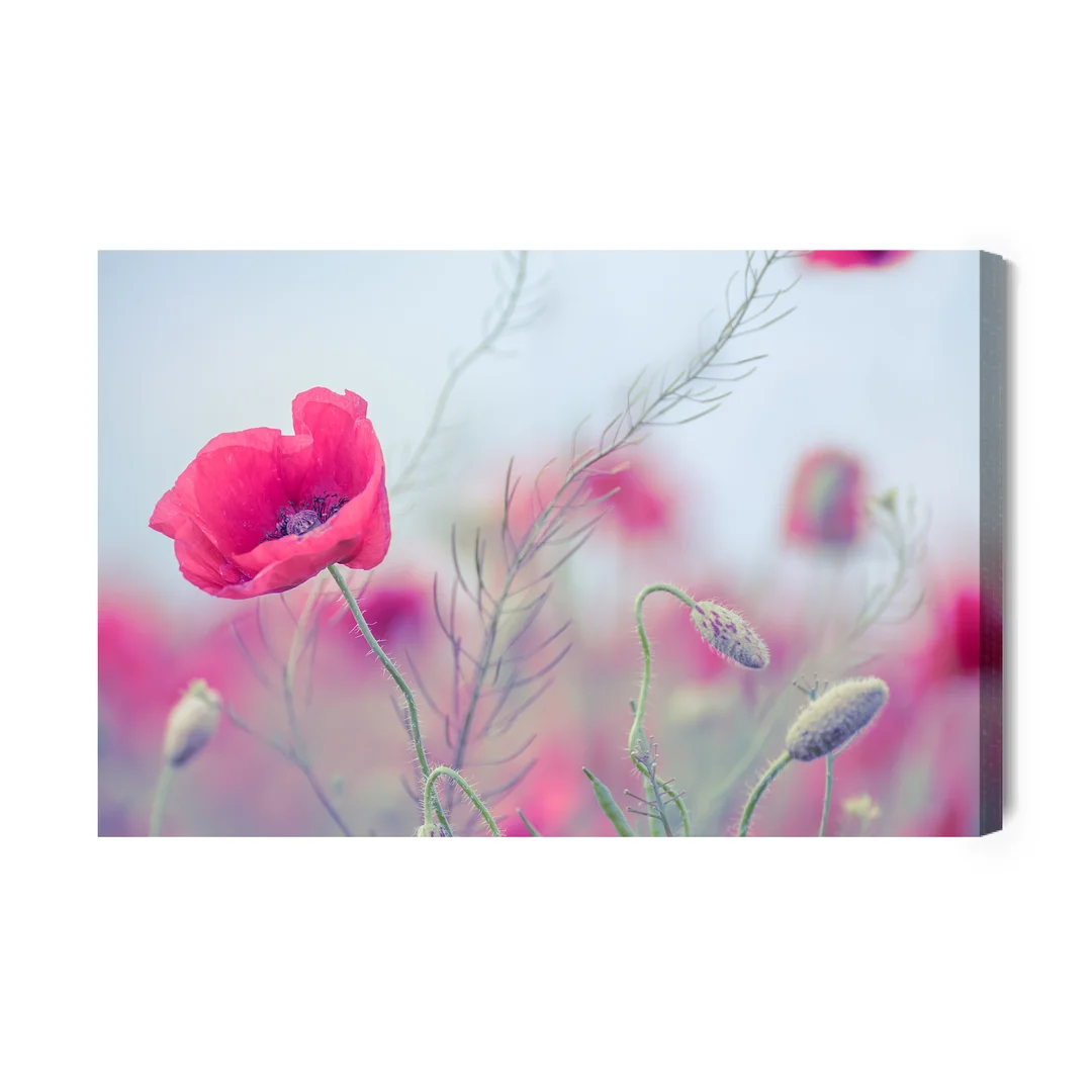 Obraz Na Płótnie Delikatne Maki Canvas Brak Brak 60x90