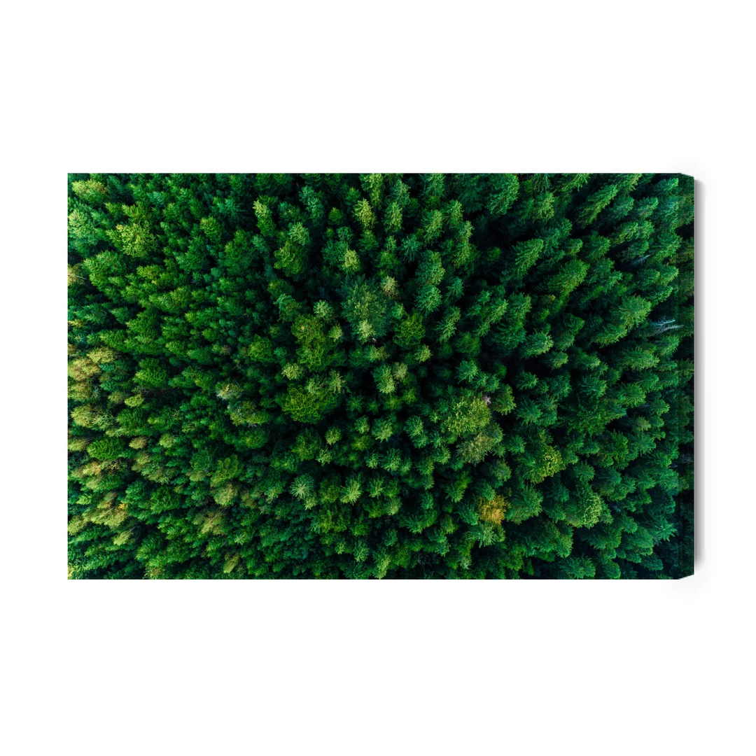 Obraz Na Płótnie Drzewa W Karpatach Canvas Brak Brak 60x90
