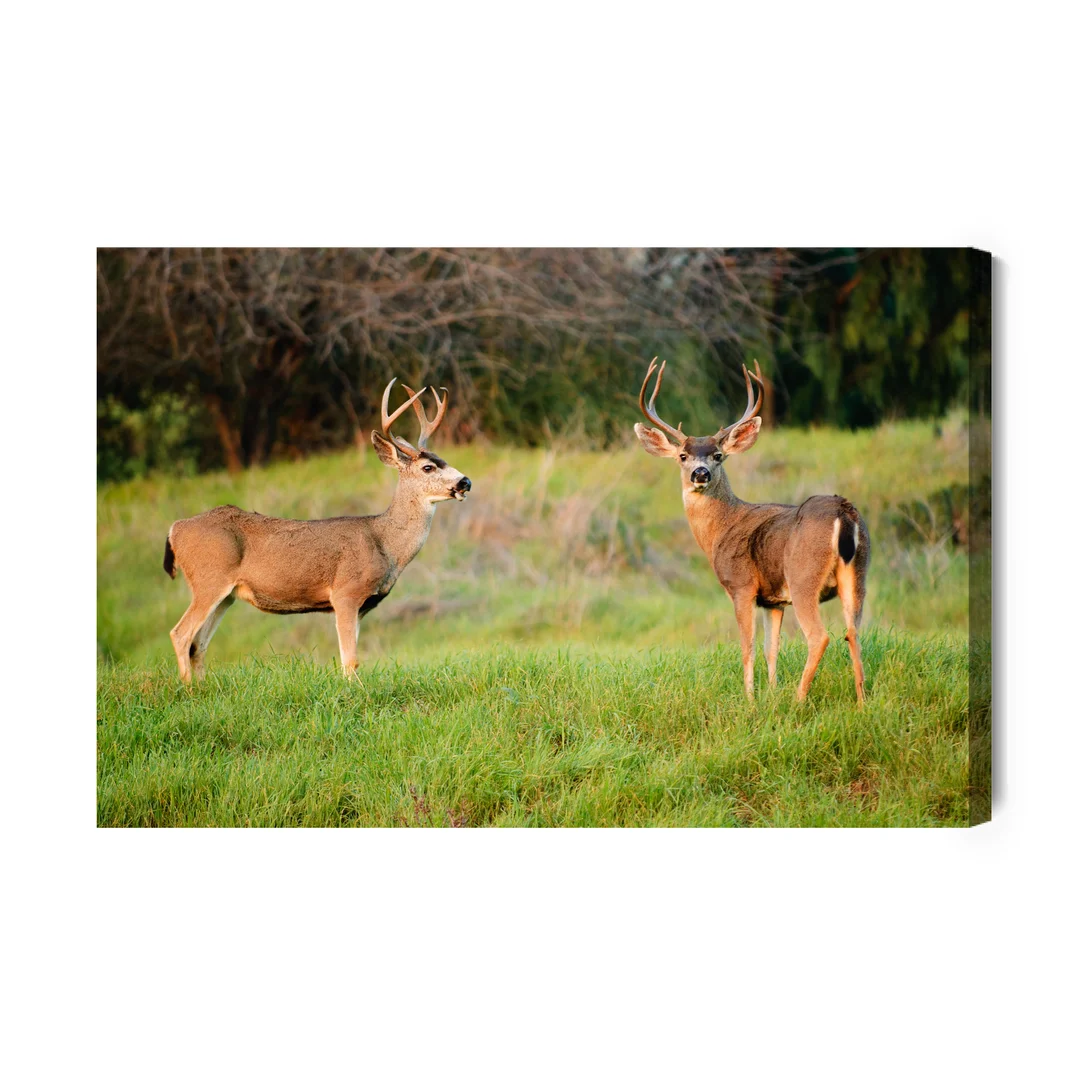 Obraz Na Płótnie Dwa Młode Jelenie Canvas Naturalny Brak Brak 70x100