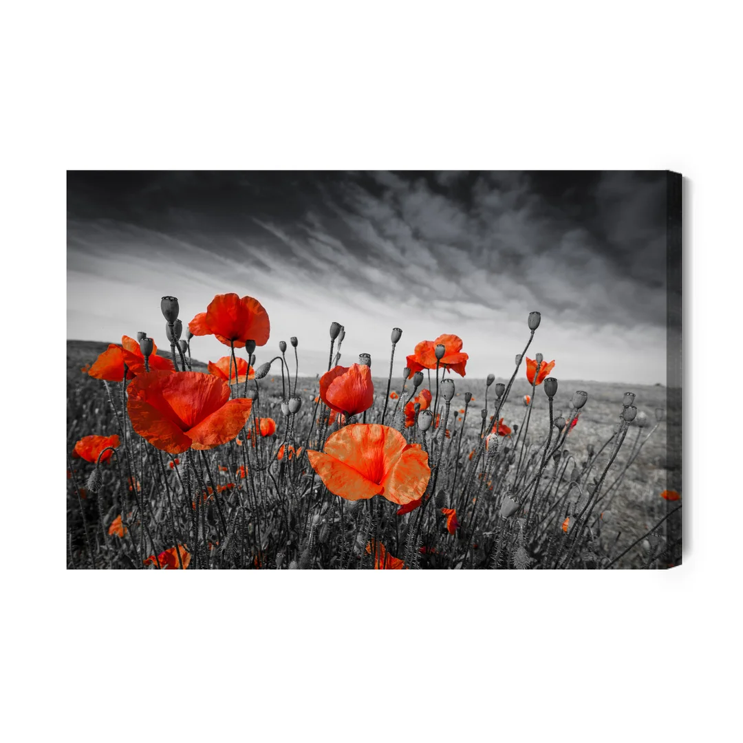 Obraz Na Płótnie Dzikie Maki Na Czarno-Białej Łące Canvas Brak Brak 60x90