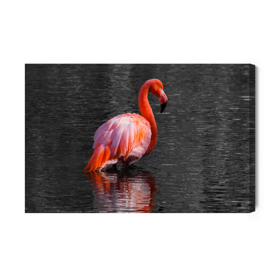 Obraz Na Płótnie Flaming W Wodzie Canvas Brak Brak 60x90