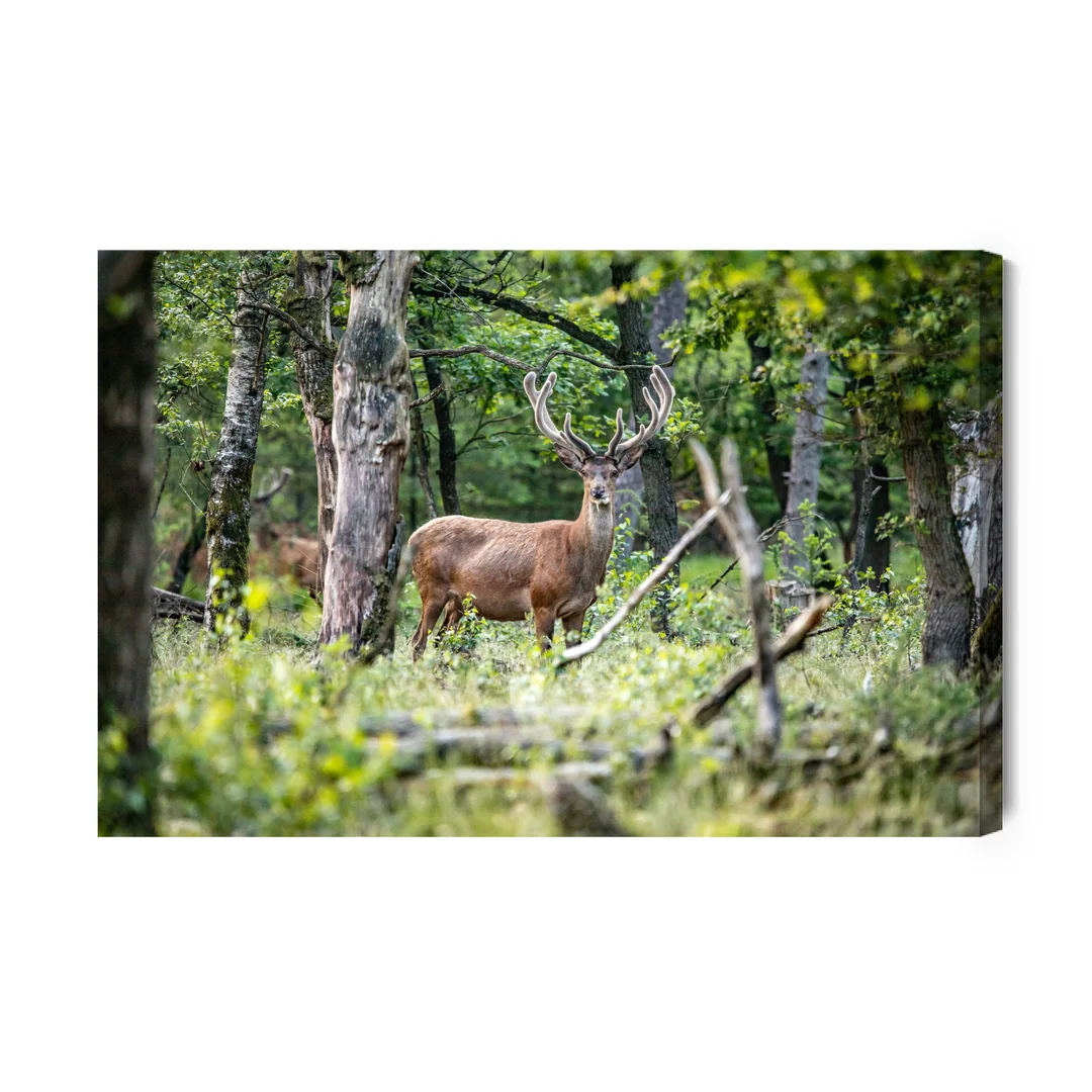 Obraz Na Płótnie Jeleń Pośrodku Lasu Liściastego Canvas Naturalny Brak Brak 70x100