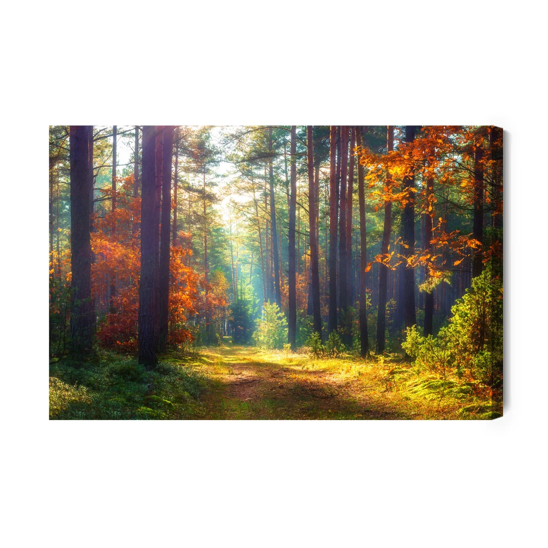 Obraz Na Płótnie Jesienny Las W Porannym Słońcu Canvas Brak Brak 60x90