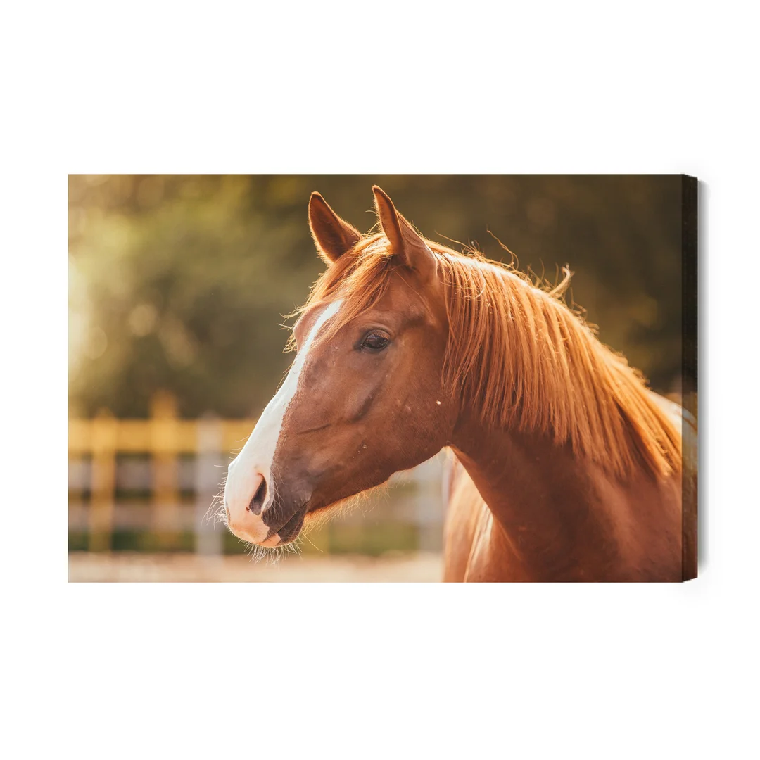 Obraz Na Płótnie Koń Na Wybiegu Canvas Brak Brak 60x90