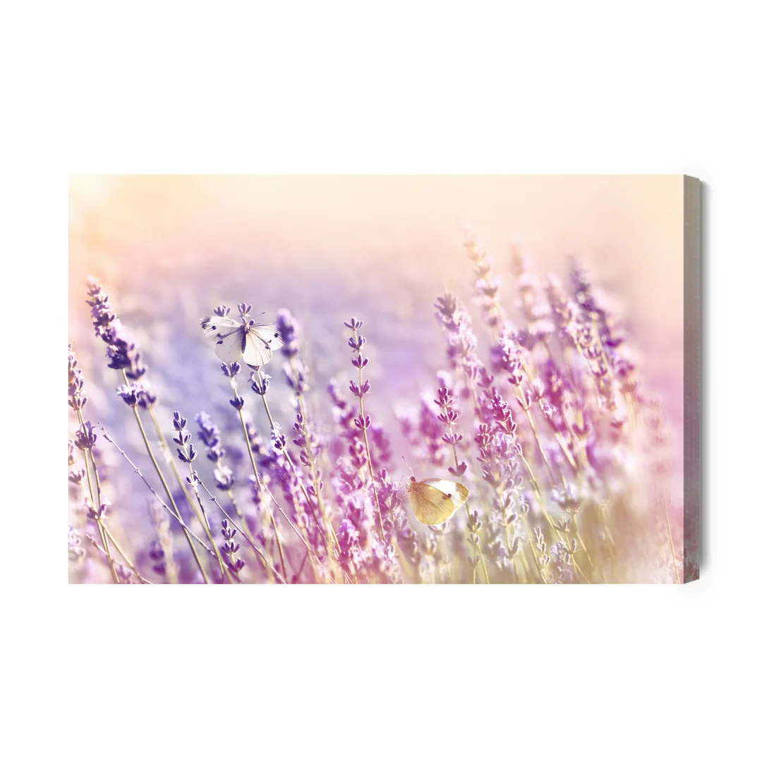 Obraz Na Płótnie Kwiaty Lawendy Skąpane W Słońcu Canvas Brak Brak 60x90