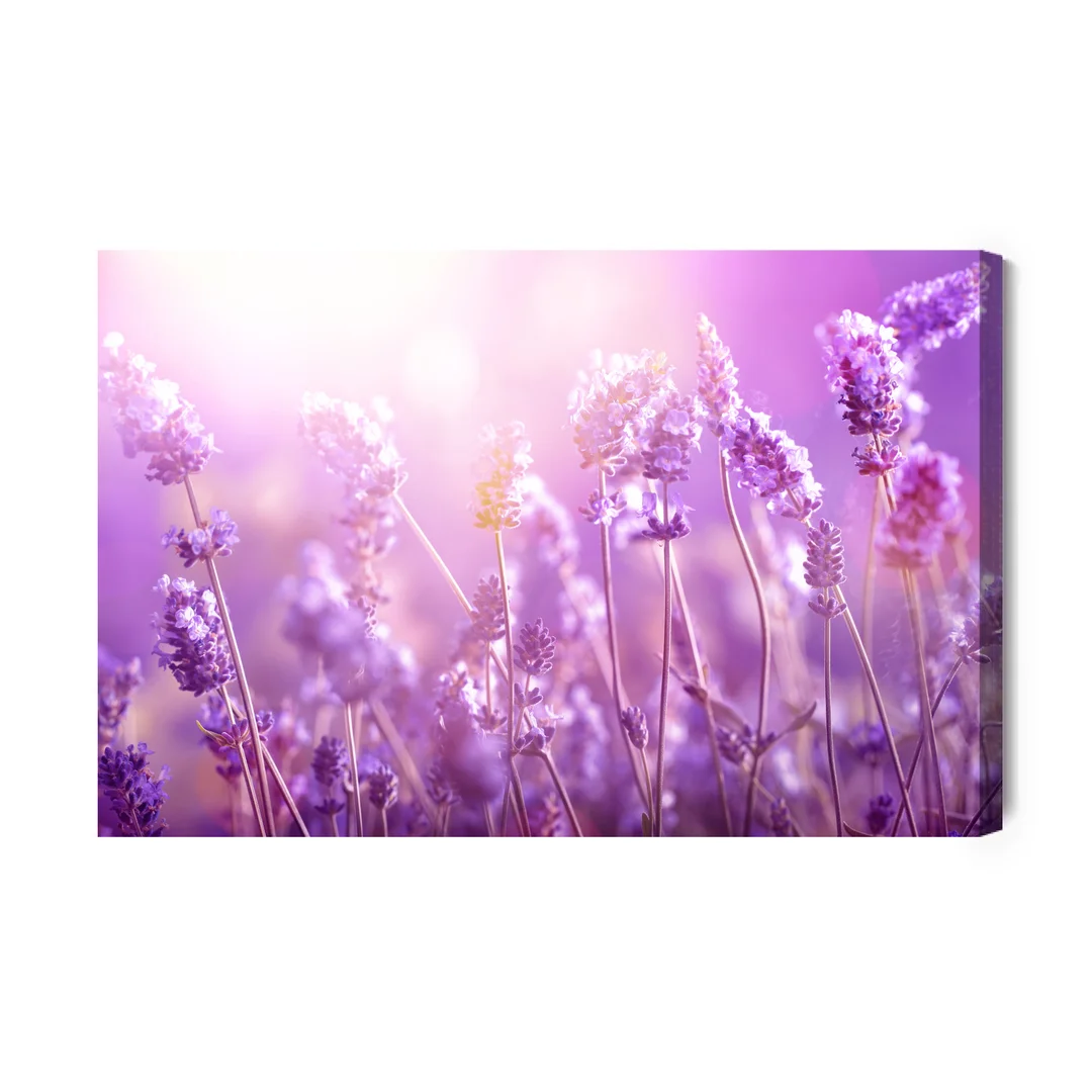 Obraz Na Płótnie Kwiaty Lawendy W Słońcu Canvas Brak Brak 60x90
